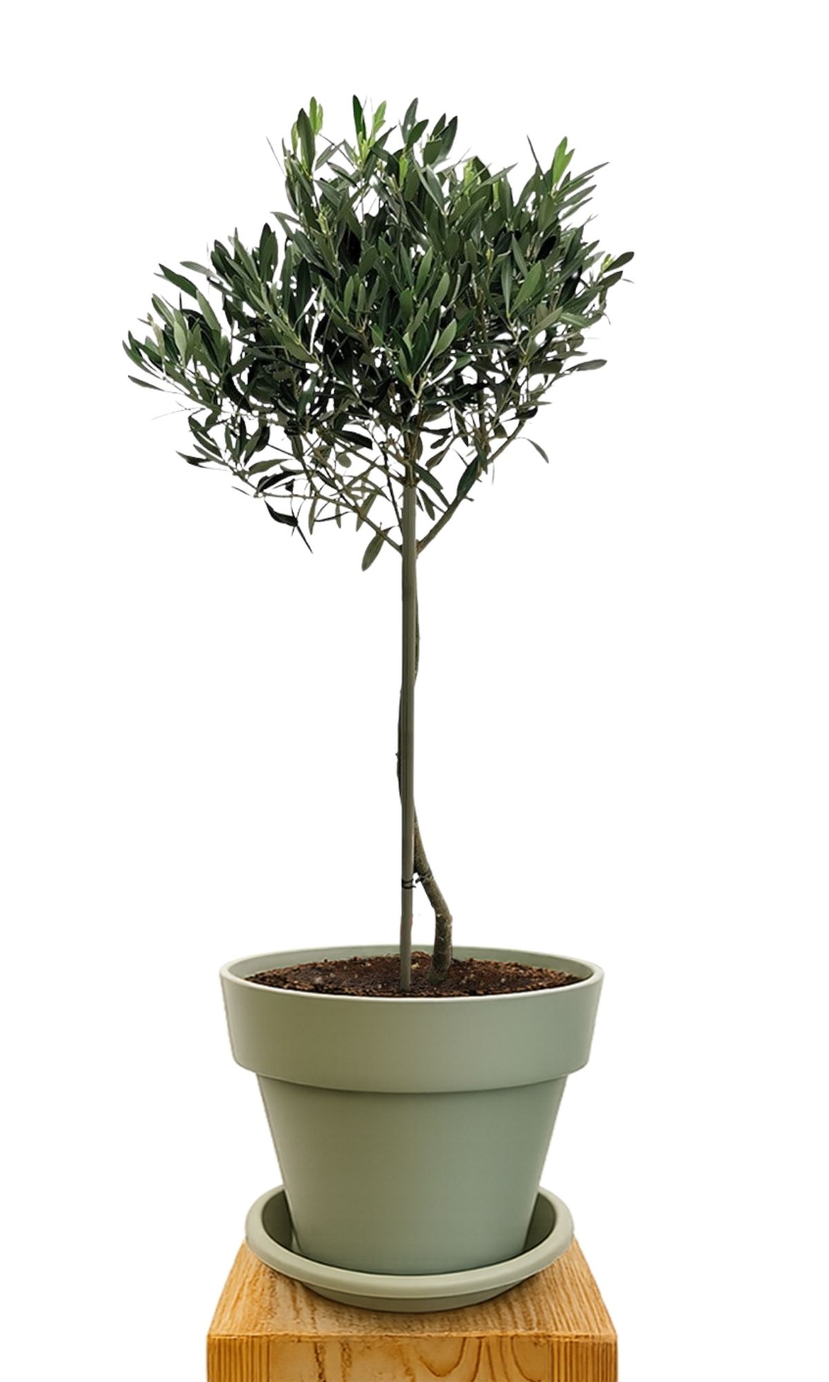 Kit de plantation 30 Vert
